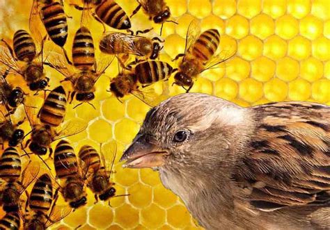 is to birds as apian is to bees